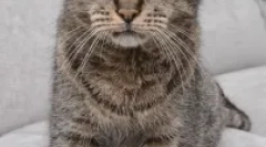 Speranța medie de viață a pisicilor și a pisicilor: cum să faceți animale de companie un ficat lung